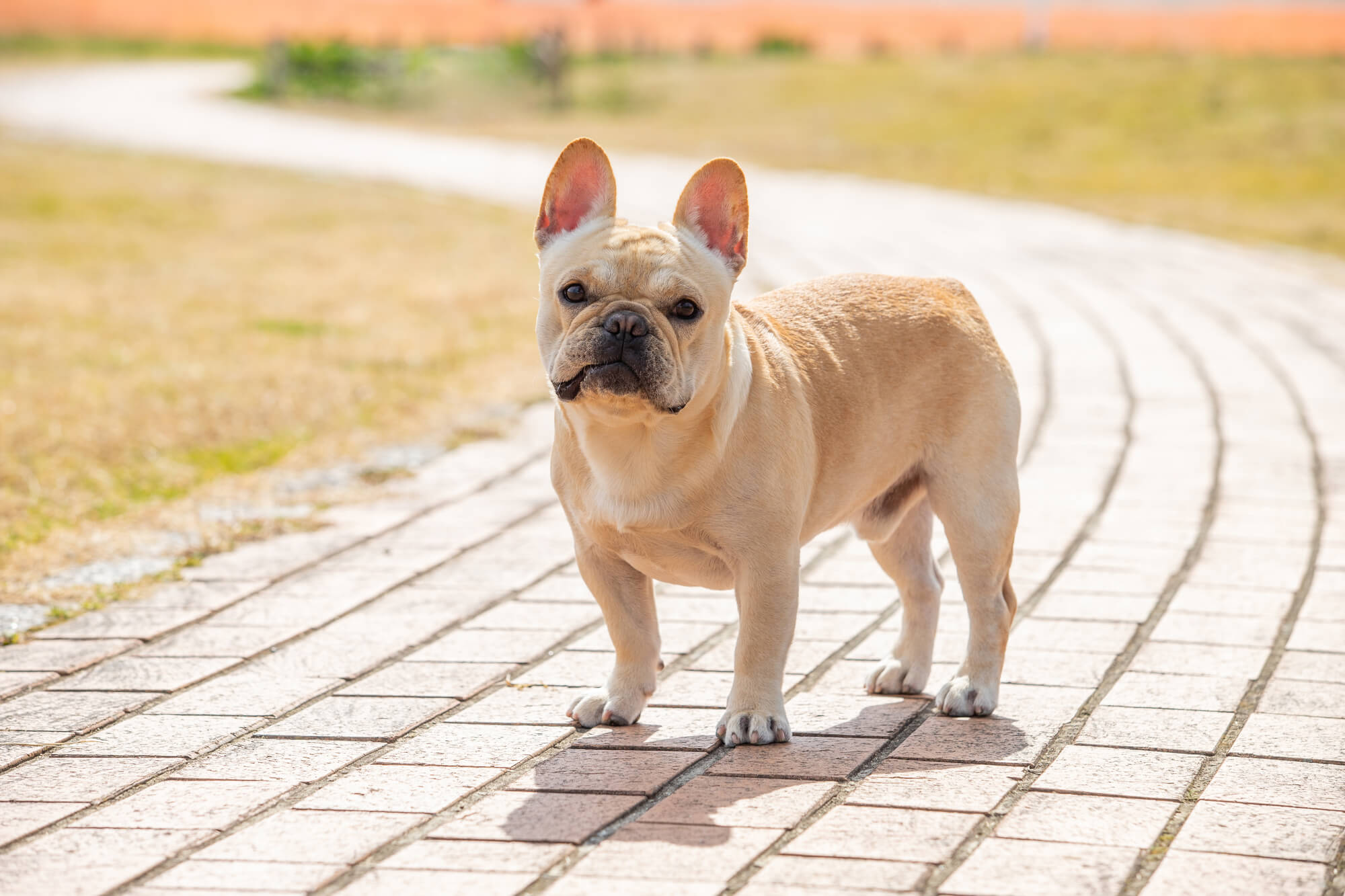 フレンチブルドッグの性格とは？特徴や飼い方など徹底解説